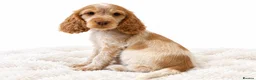Cocker Spaniel dogs for sale: KC Reg Show Cocker Spaniel Girl READY NOW - Advert 1