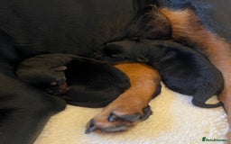 Mixed Breed dogs for sale: Rottweiler x German shepherd male puppies - Image 4