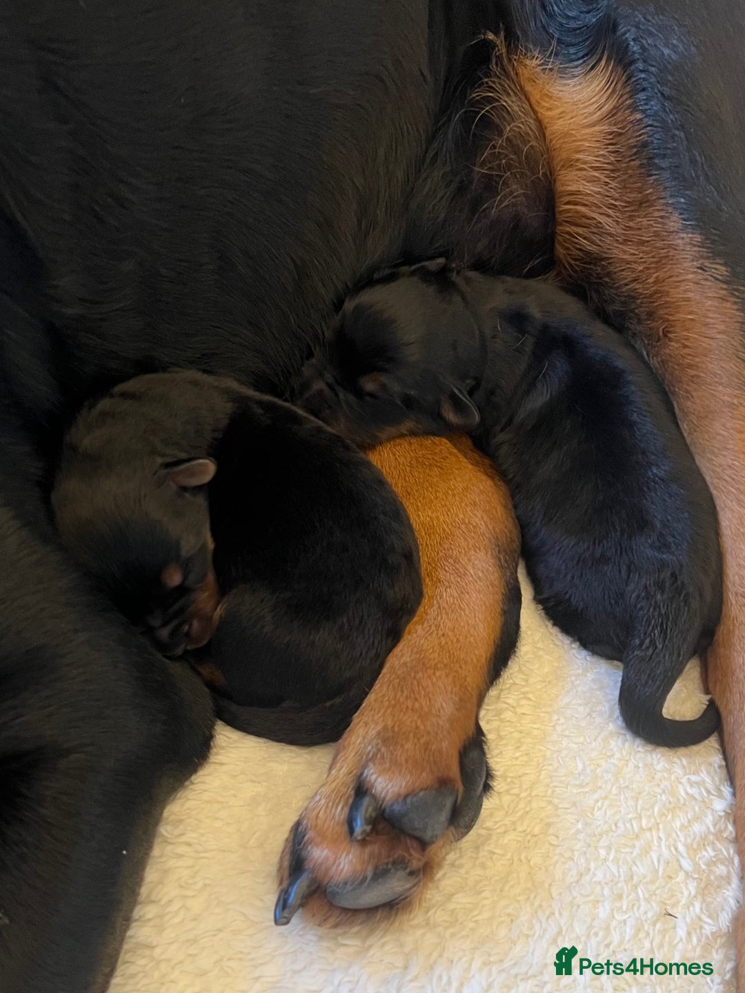 Mixed Breed dogs for sale: Rottweiler x German shepherd male puppies - Image 4
