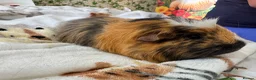 Guinea Pig rodents for sale: Guinea Pigs  - Advert 16