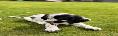 Cocker Spaniel 6