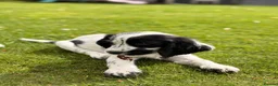 Cocker Spaniel dogs for sale: Show Cocker Pups Ready Now⭐️ - Advert 18