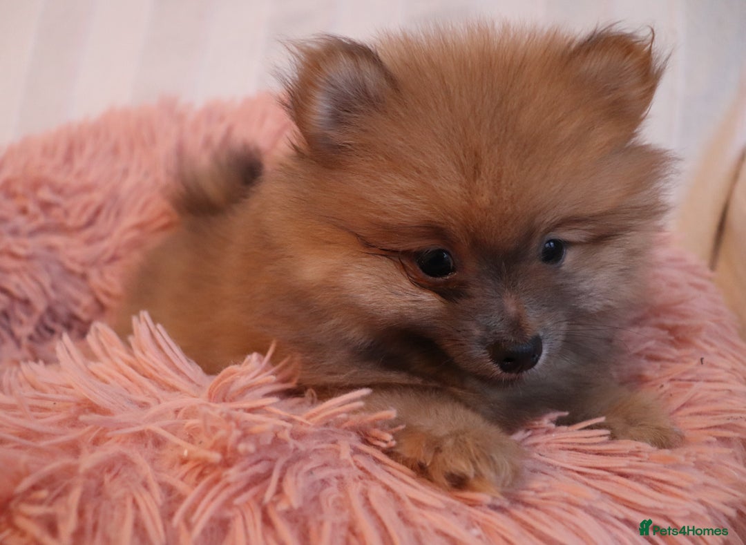 Pomeranian dogs for sale: Purebred Pomeranian Pups Raised with Love in LDN - Image 22