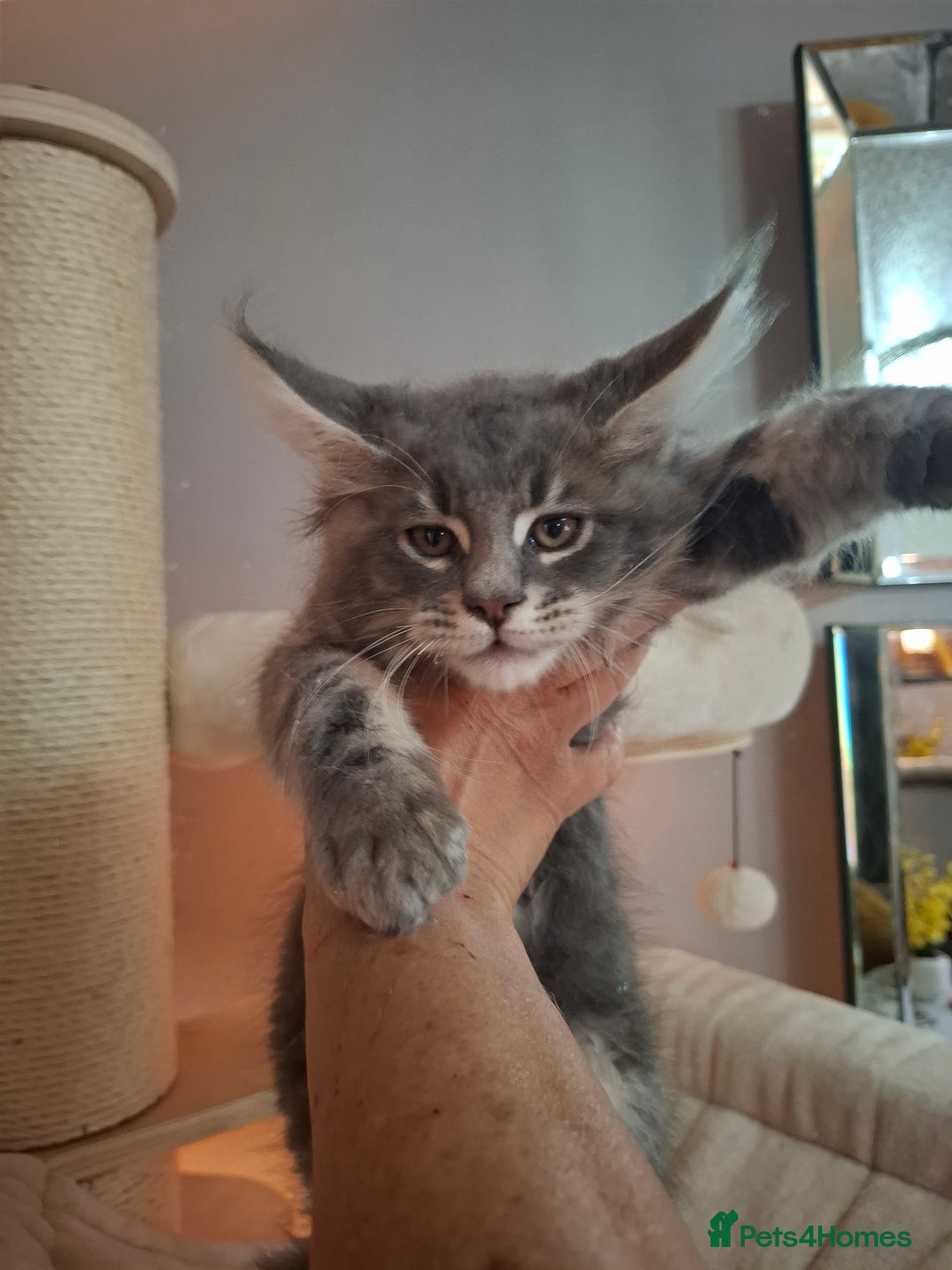 Maine Coon cats for sale: Xxl  full  mainecoon  kittens  in Crawley - Image 5