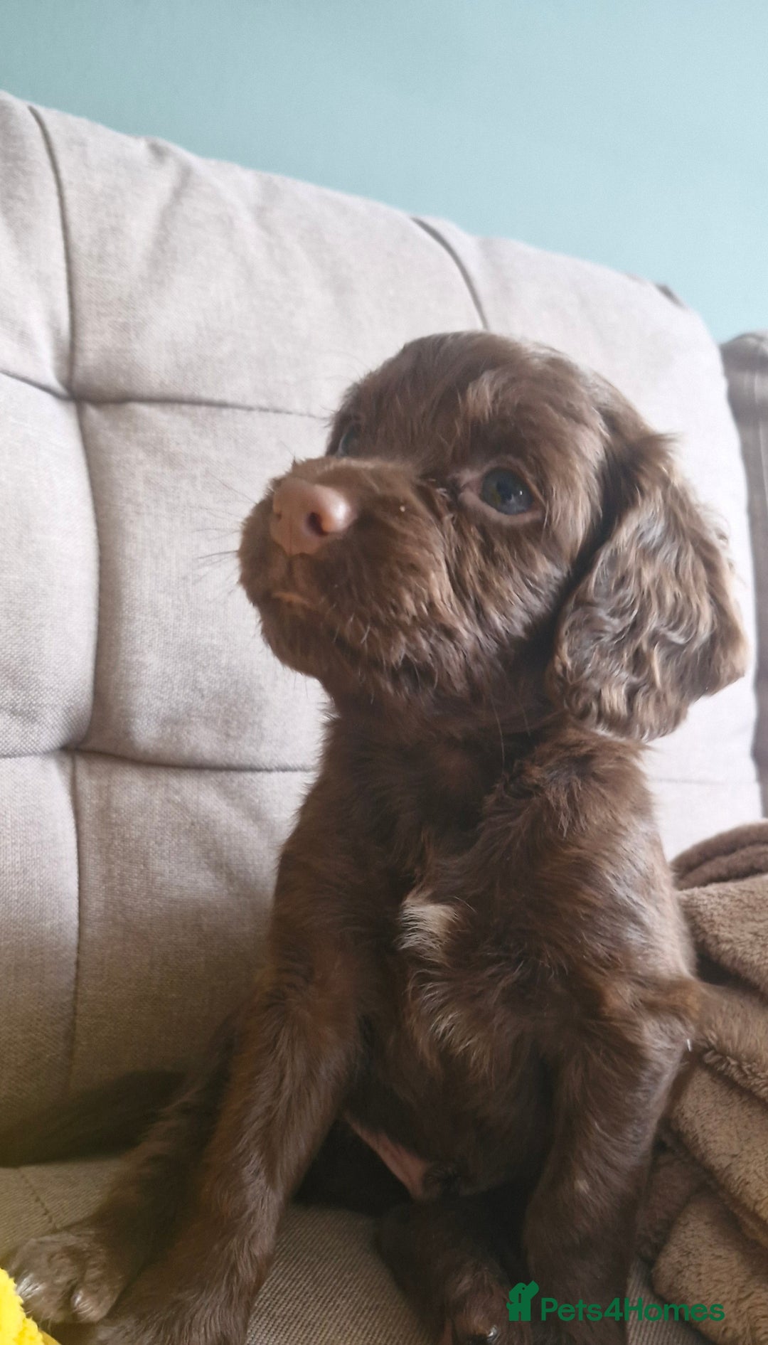Cocker Spaniel dogs for sale: 5 Beautiful working cocker spaniel puppies  - Advert 21