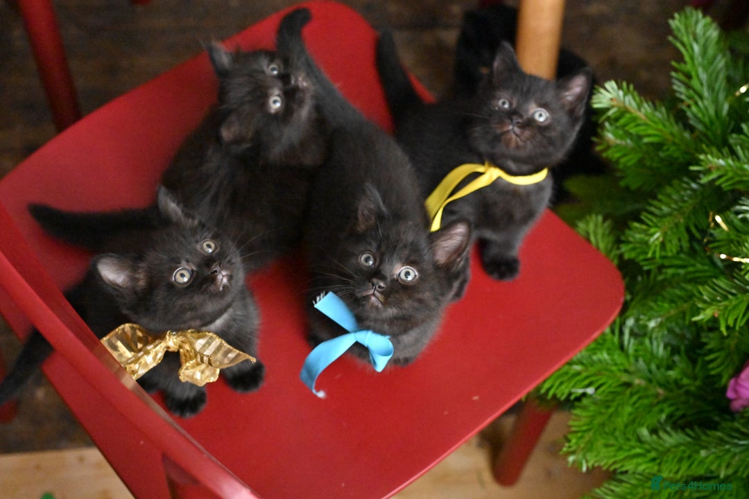 British Shorthair cats for sale: British Shorthair x Persian Kittens Available Now! - Advert 2