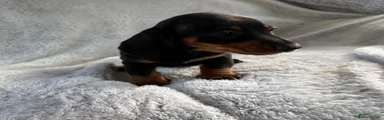 Miniature Dachshund 2