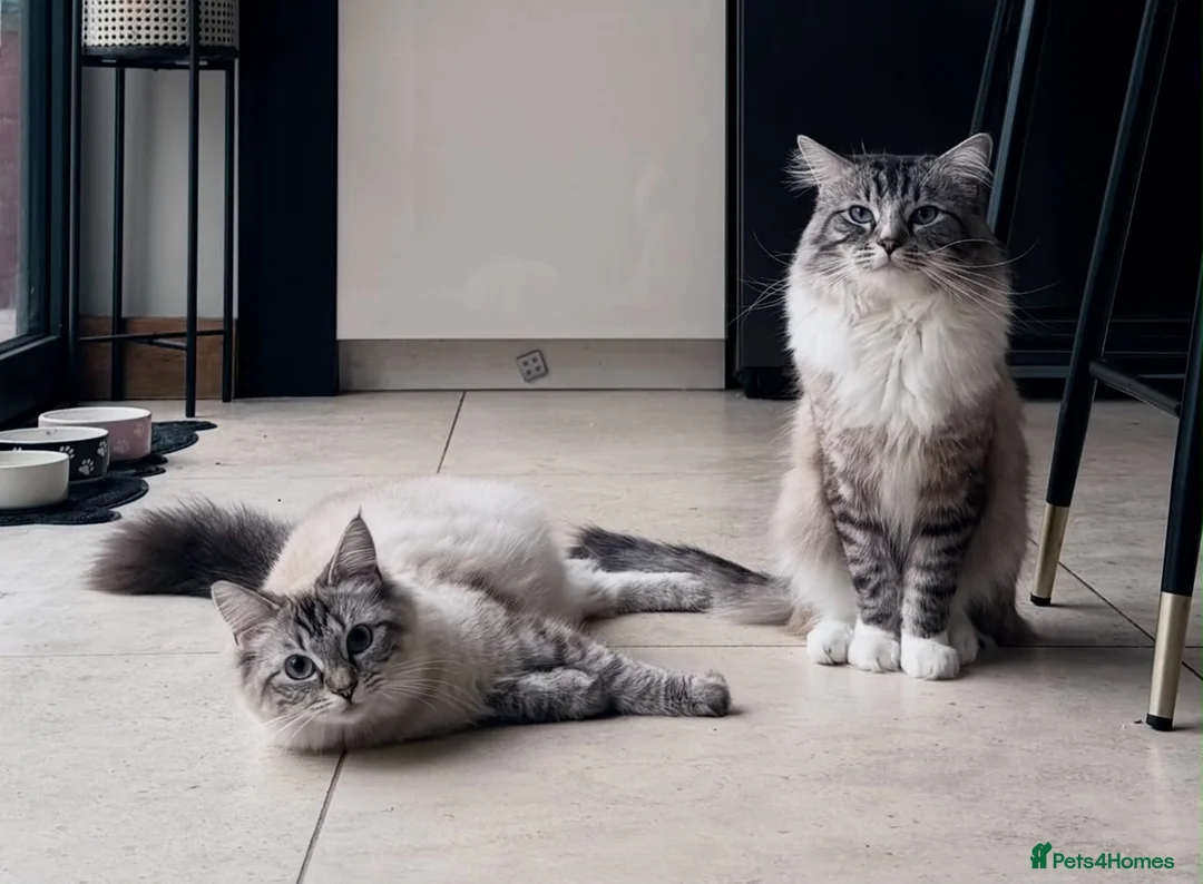Ragdoll cats for sale: 11 Week Old Female Ragdoll in Manchester - Advert 2