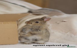 Netherland Dwarf rabbits for sale: new litters pure bred neterland dwarf - Image 1