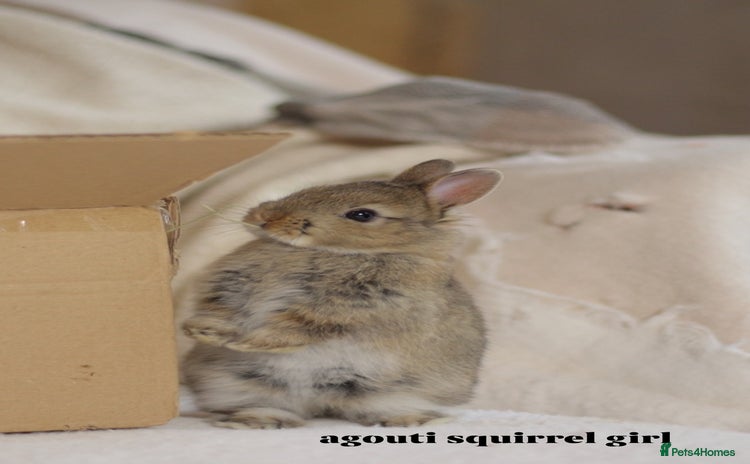 Netherland Dwarf rabbits - Advert 1