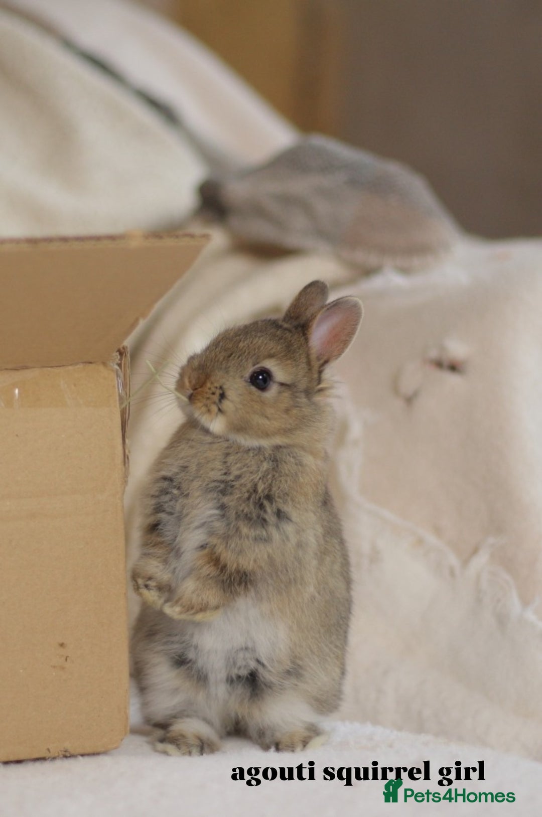 Netherland Dwarf rabbits for sale: new litters pure bred neterland dwarf - Image 1