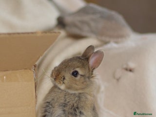 Netherland Dwarf rabbits - Advert 20