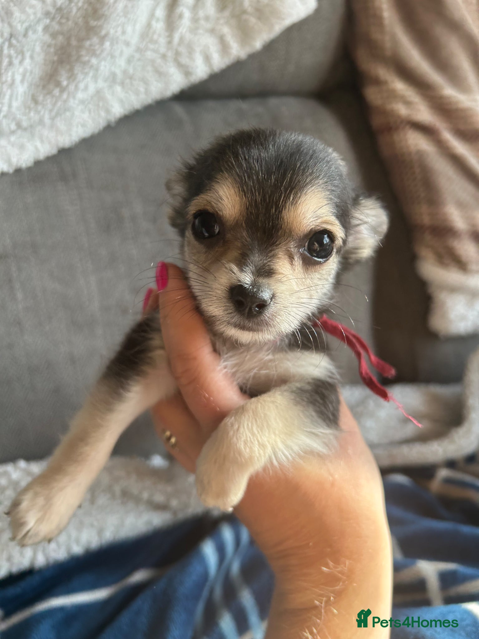 Chihuahua dogs Chihuahua puppies x1 left girl - Advert 8