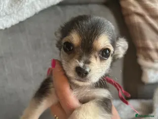 Chihuahua dogs Chihuahua puppies x1 left girl - Advert 8
