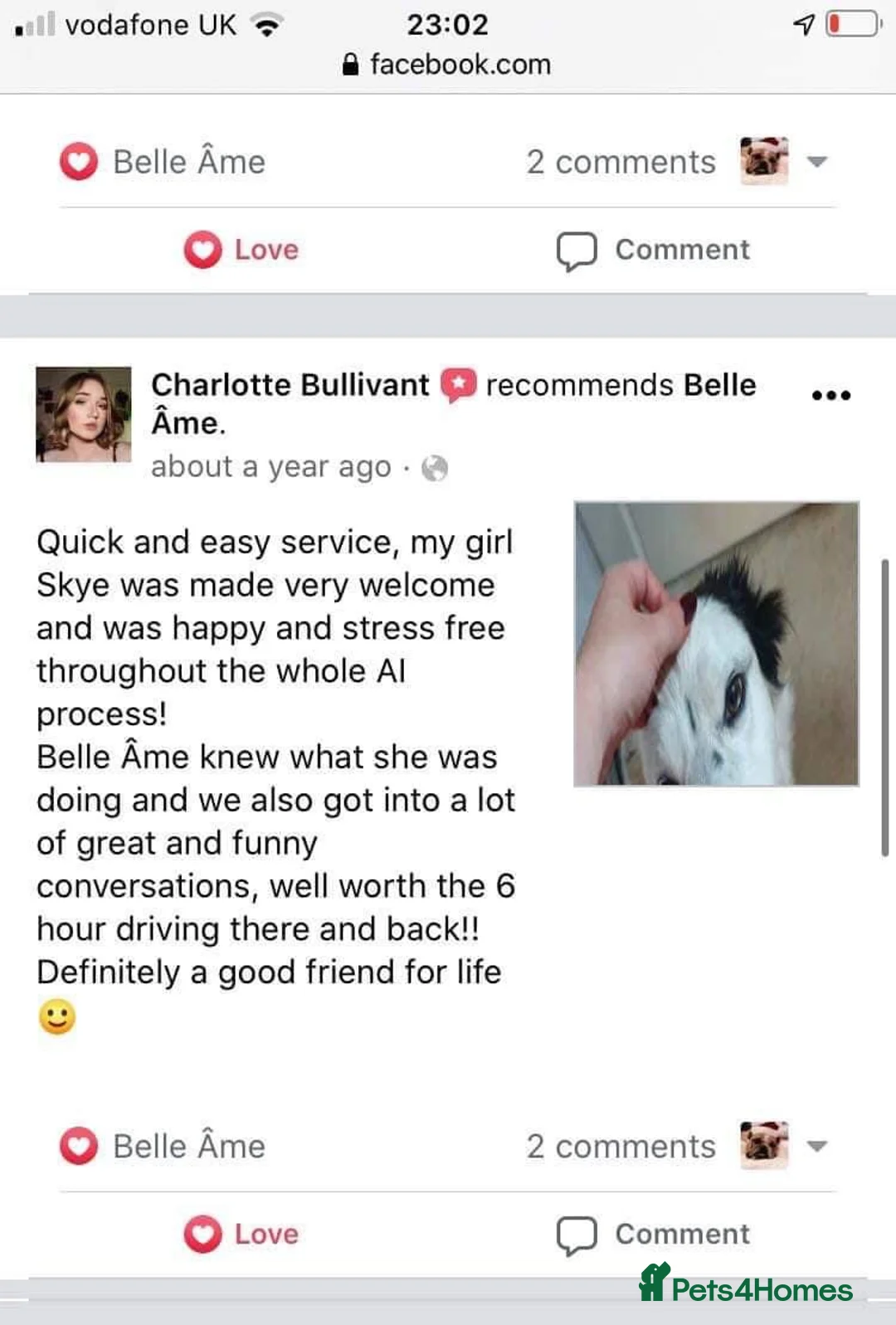 Toy Poodle dogs for stud: Champion Line KC Apricot Toy Poodle Stud in Ringwood - Advert 31