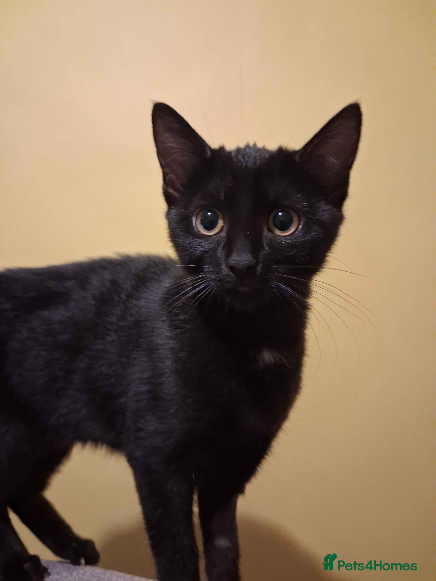Mixed Breed cats ADOPTION: Macaroon - Advert 2