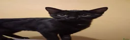 Mixed Breed cats for adoption: ADOPTION: Macaroon - Advert 1
