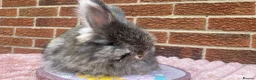 Angora rabbits for sale: Baby angoras - Advert 6
