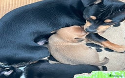 Chihuahua dogs for sale: Beautiful chihuahuas looking for forever homes - Image 4