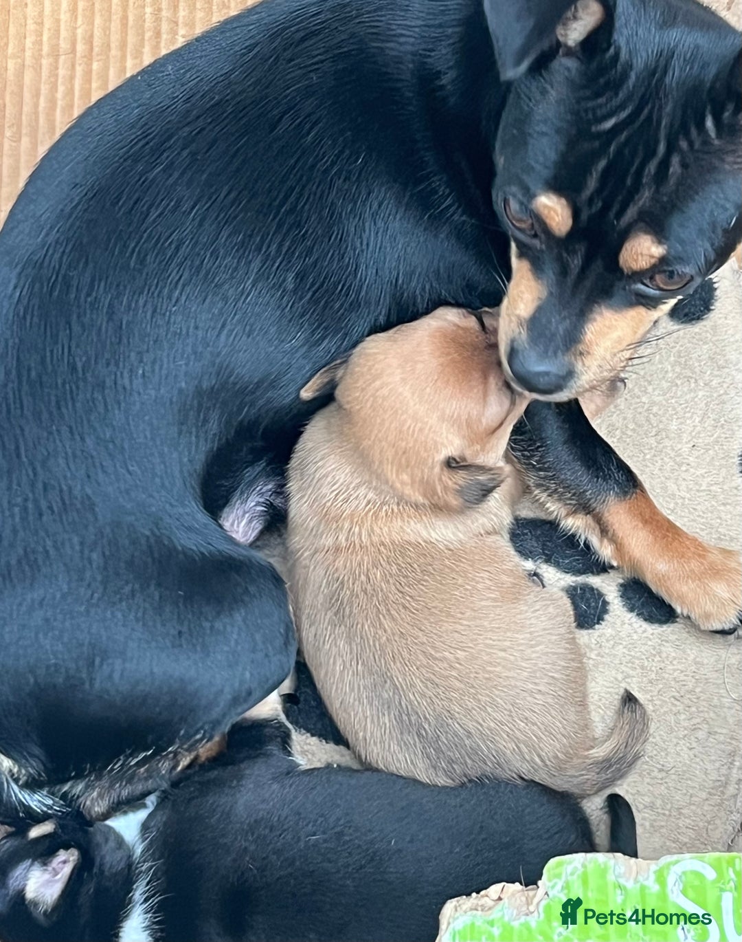 Chihuahua dogs for sale: Beautiful chihuahuas looking for forever homes - Image 4