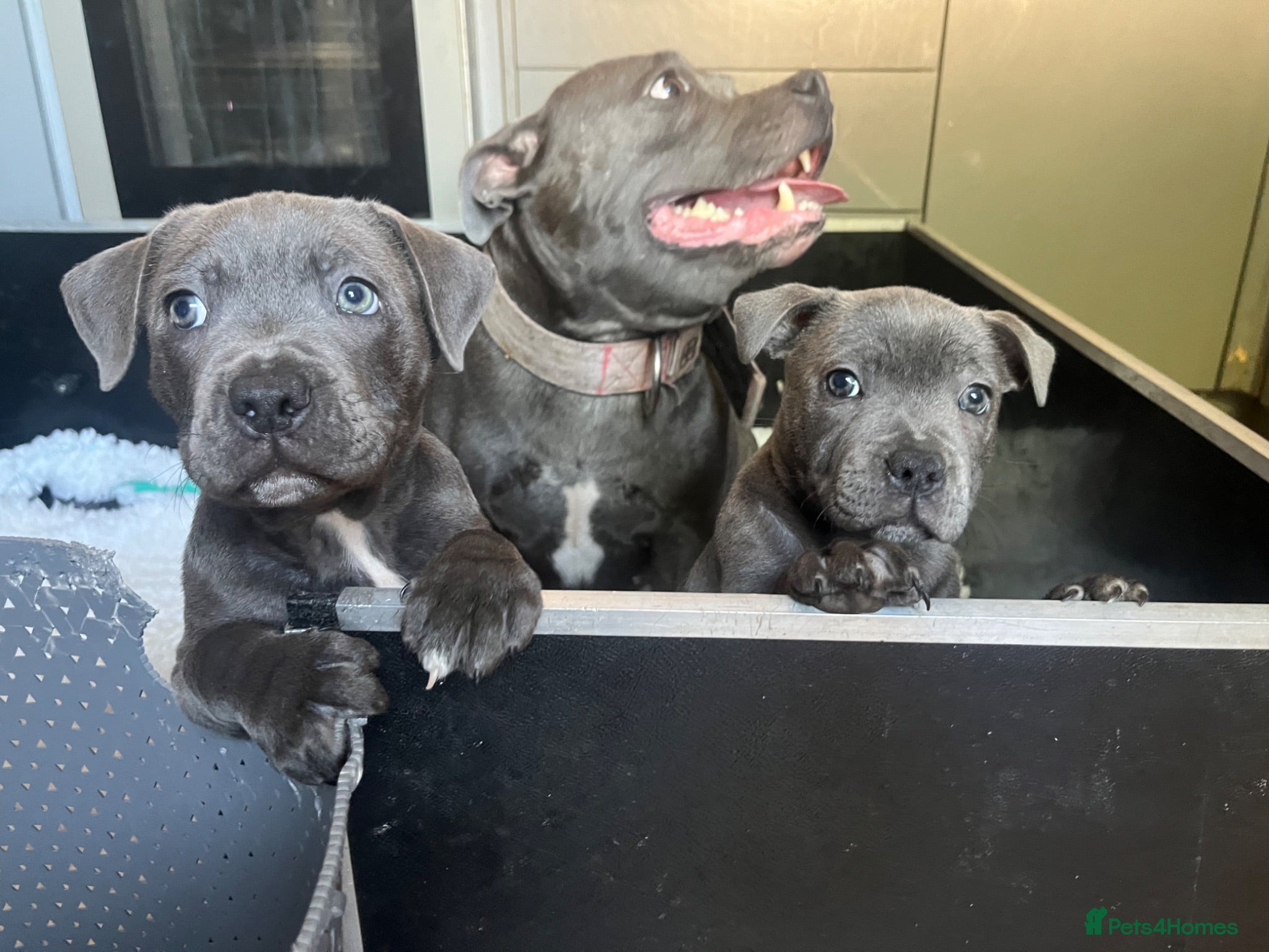 Staffordshire Bull Terrier dogs 1 little girl pedigree full of 20 champions  - Advert 5