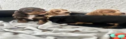 Cocker Spaniel dogs for sale: Stunning litter 7 show type puppies for sale in Aylesford - Advert 5