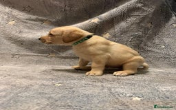 Labrador Retriever dogs for sale: Labrador retriever puppies  - Advert 17