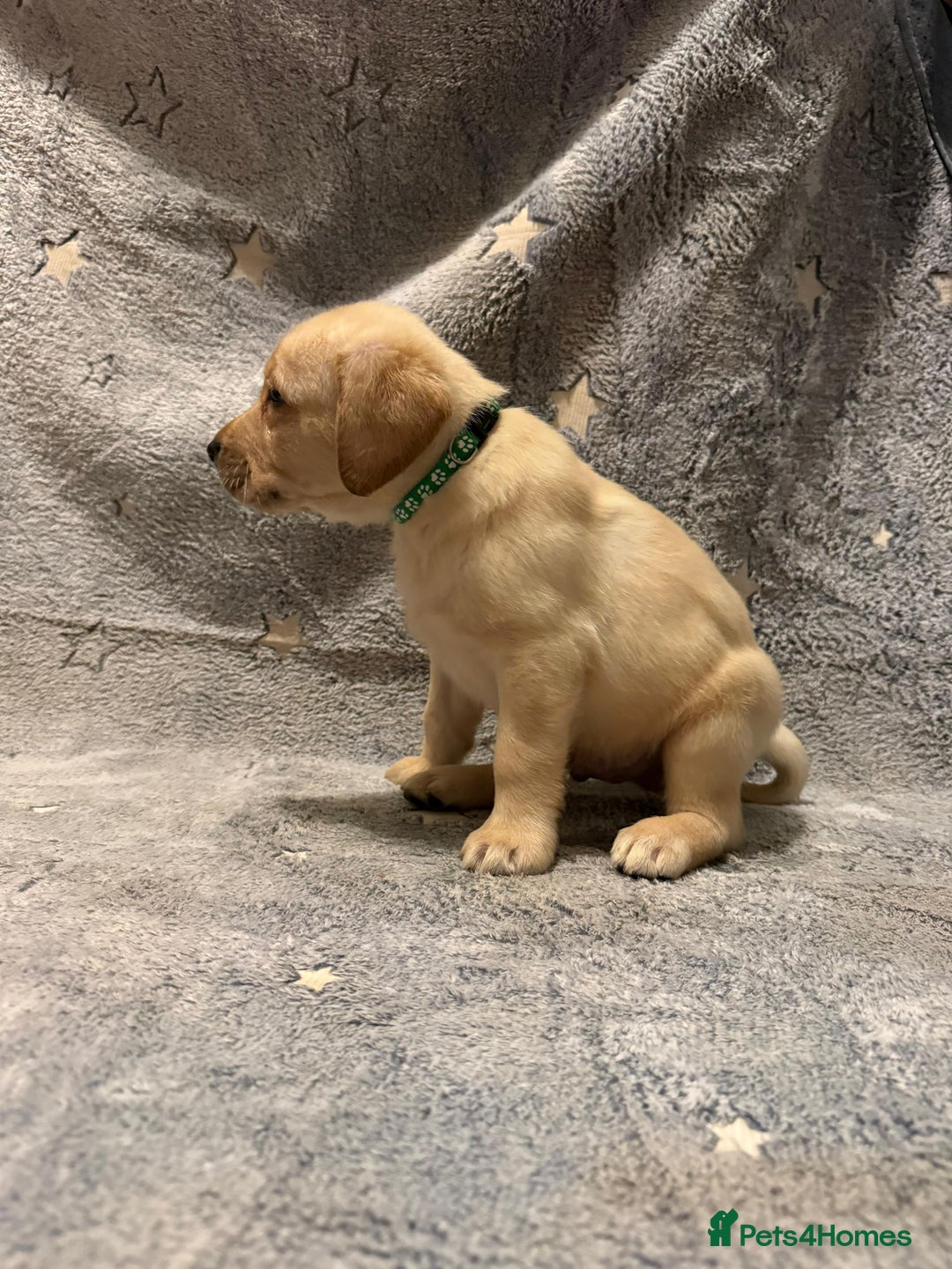 Labrador Retriever dogs for sale: Labrador retriever puppies  - Advert 17