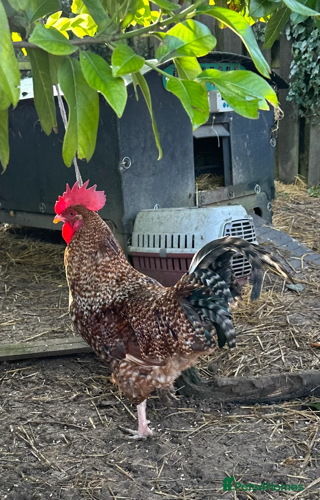 Chickens poultry for sale: Cupcake the Cockerel - Mixed Breed  - Advert 3