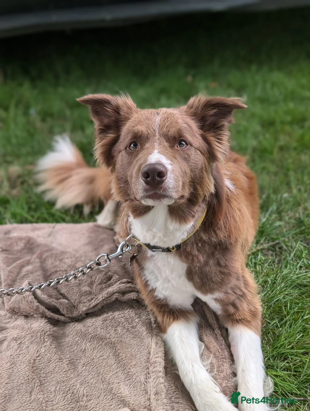 Border Collie dogs for stud: DNA cleared border collie for stud - Advert 2