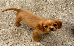 Cockalier dogs for sale: Gorgeous Cockalier Puppies… - Image 27