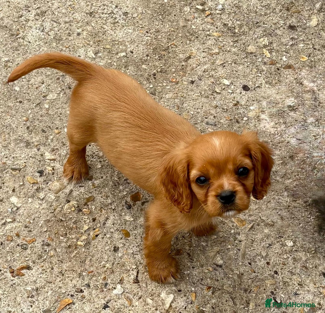 Cockalier dogs for sale: Gorgeous Cockalier Puppies… - Image 27