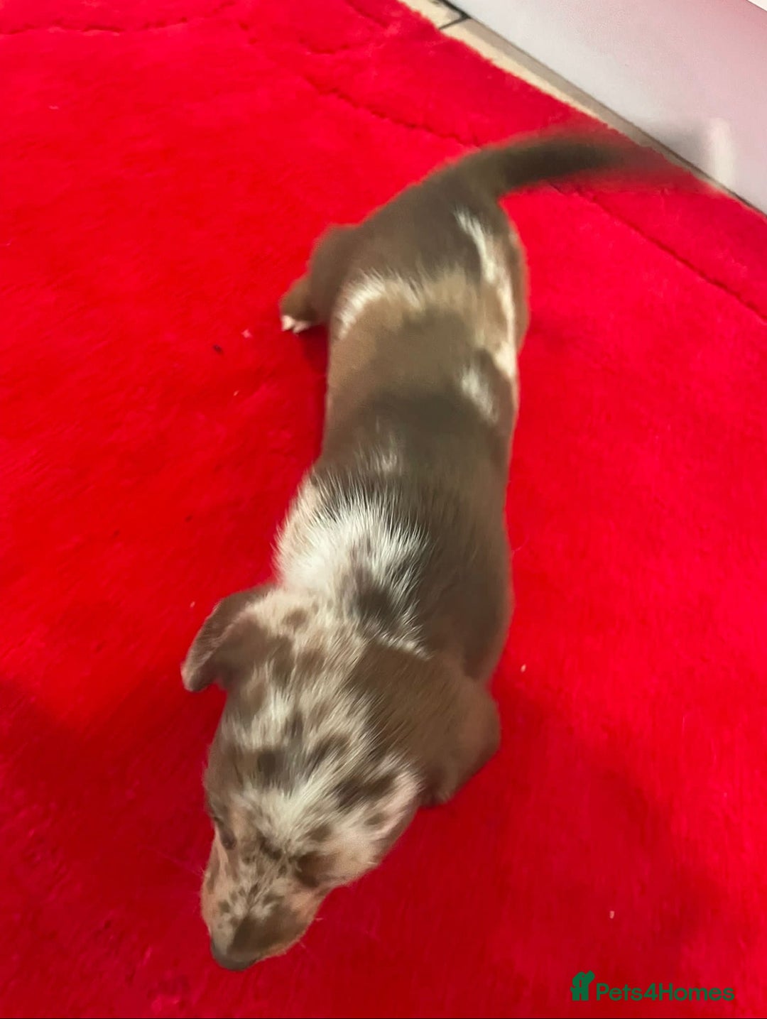 Mixed Breed dogs for sale: Dachshund x Jack Russel for sale - Advert 11