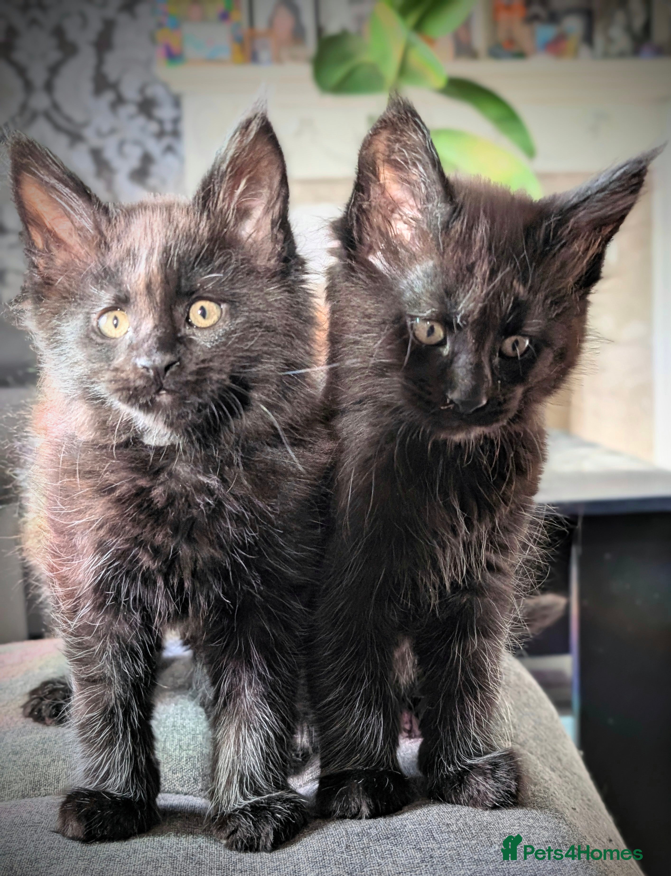 Maine Coon cats TICA registered little balls of fur 😻 - Advert 2