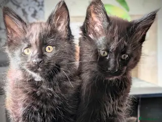 Maine Coon cats TICA registered little balls of fur 😻 - Advert 3
