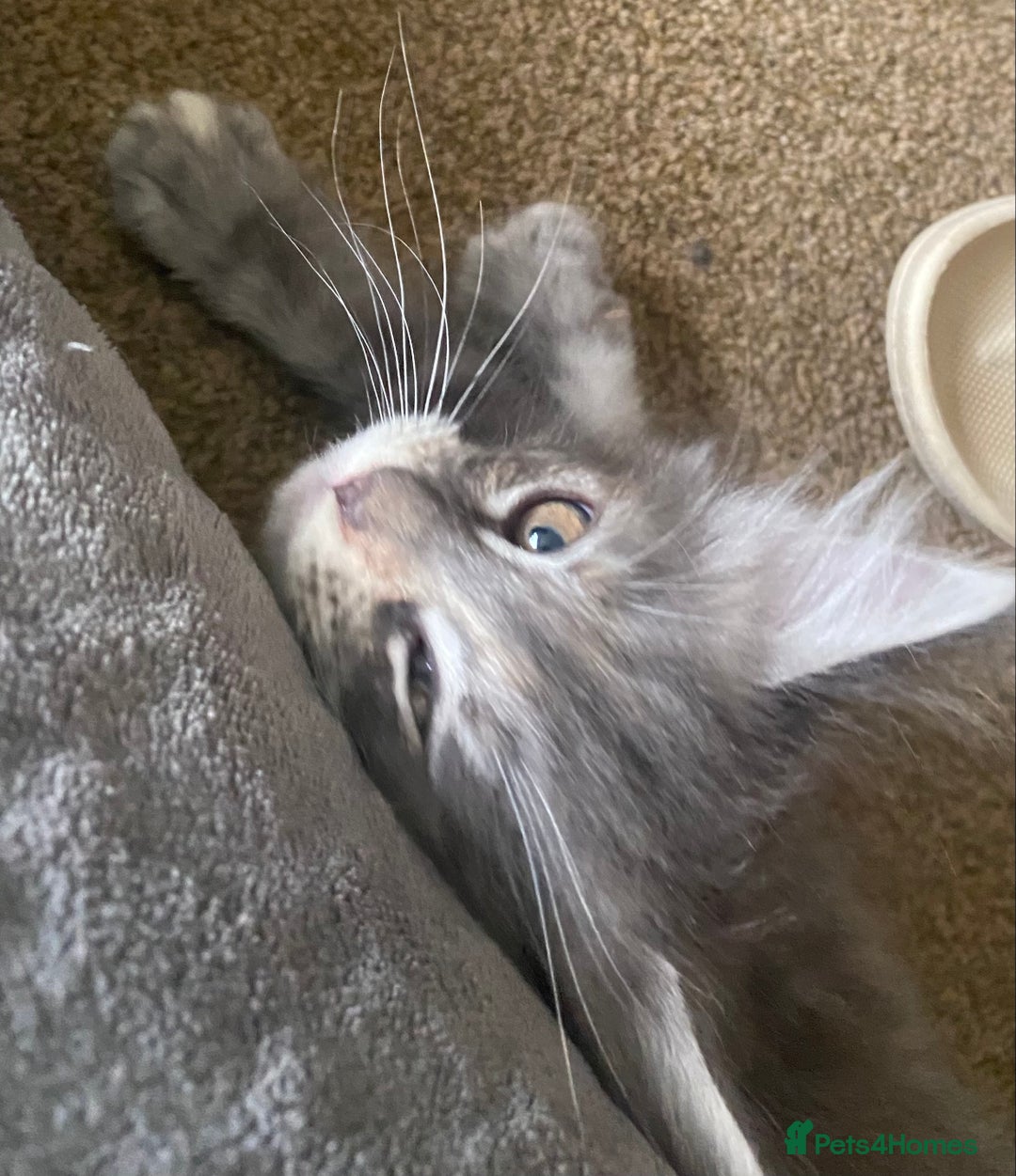 Maine Coon cats for sale: Ready Now  - Image 3