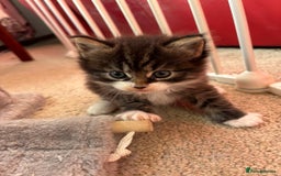 Ragcoon cats for sale: Maine Coon/Ragdoll Cross - Image 10
