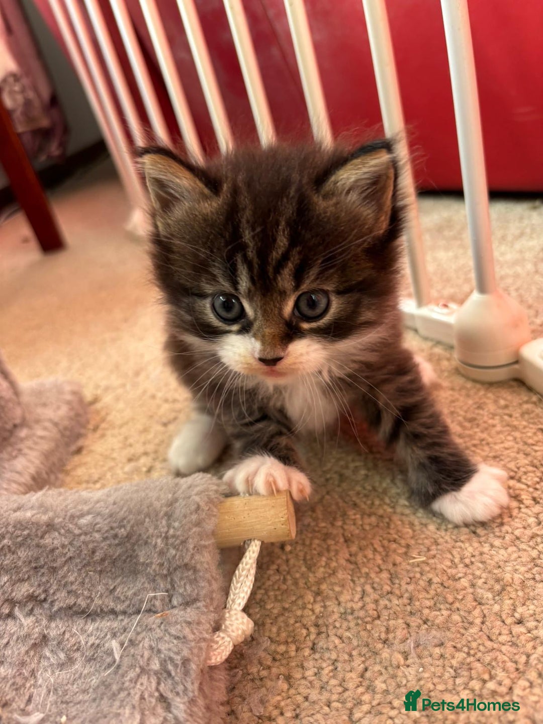Ragcoon cats for sale: Maine Coon/Ragdoll Cross - Image 10