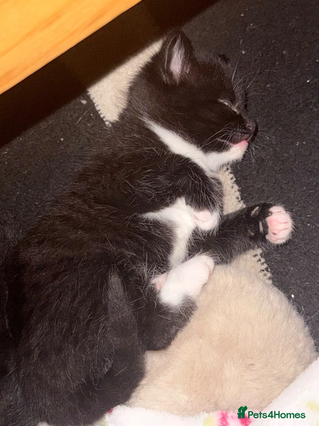 Mixed Breed cats for sale: Only 2 male Kittens left.  ** .  in Sheffield - Advert 4