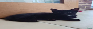 Nico