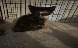 Mixed Breed cats for sale: Kittens ready now  - Image 3