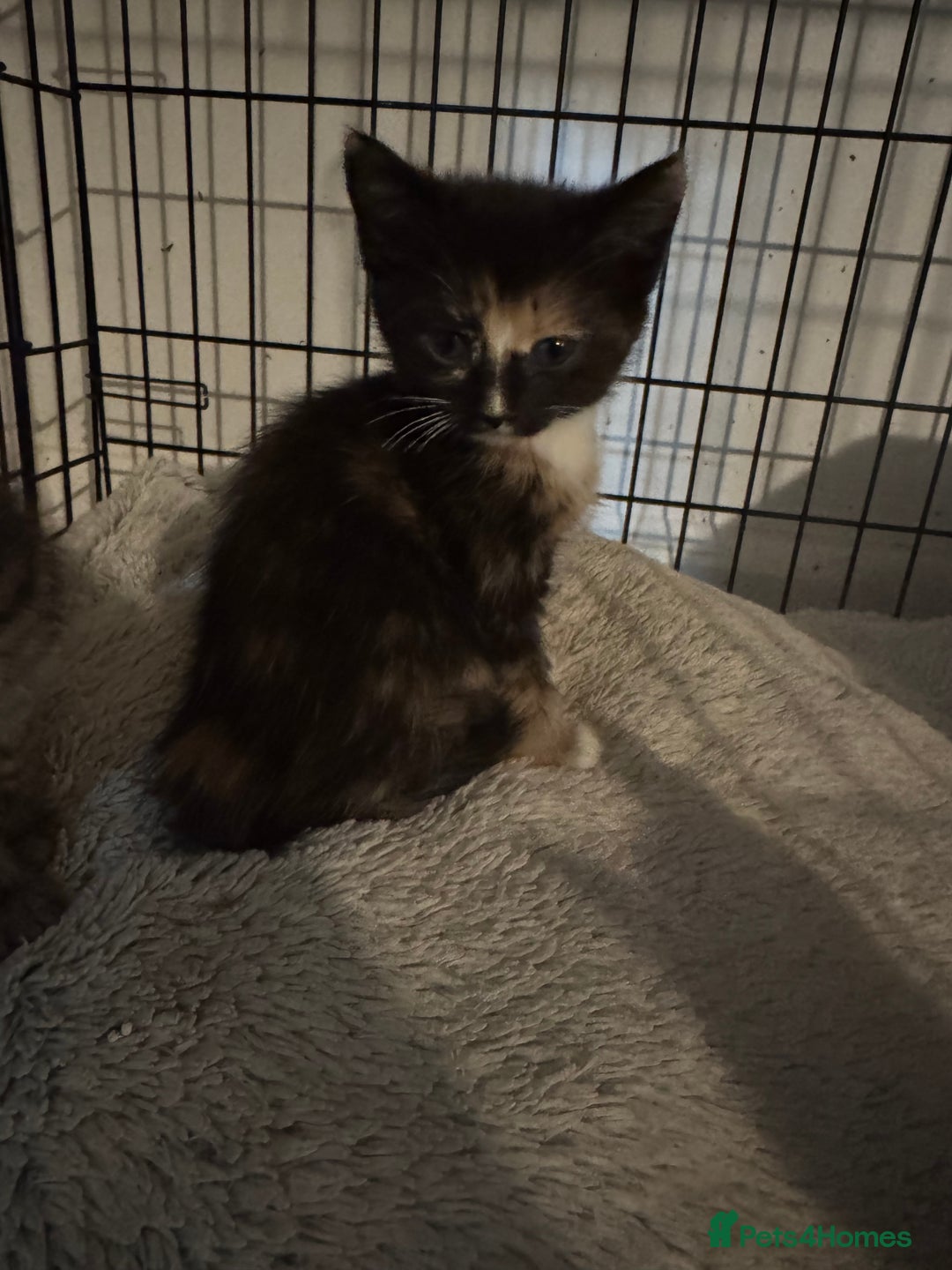 Mixed Breed cats for sale: Kittens ready now  - Image 3