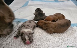 Mixed Breed dogs for sale: Frenchies looking for their forever sofa - Image 8