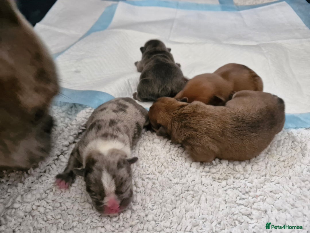 Mixed Breed dogs for sale: Frenchies looking for their forever sofa - Image 8