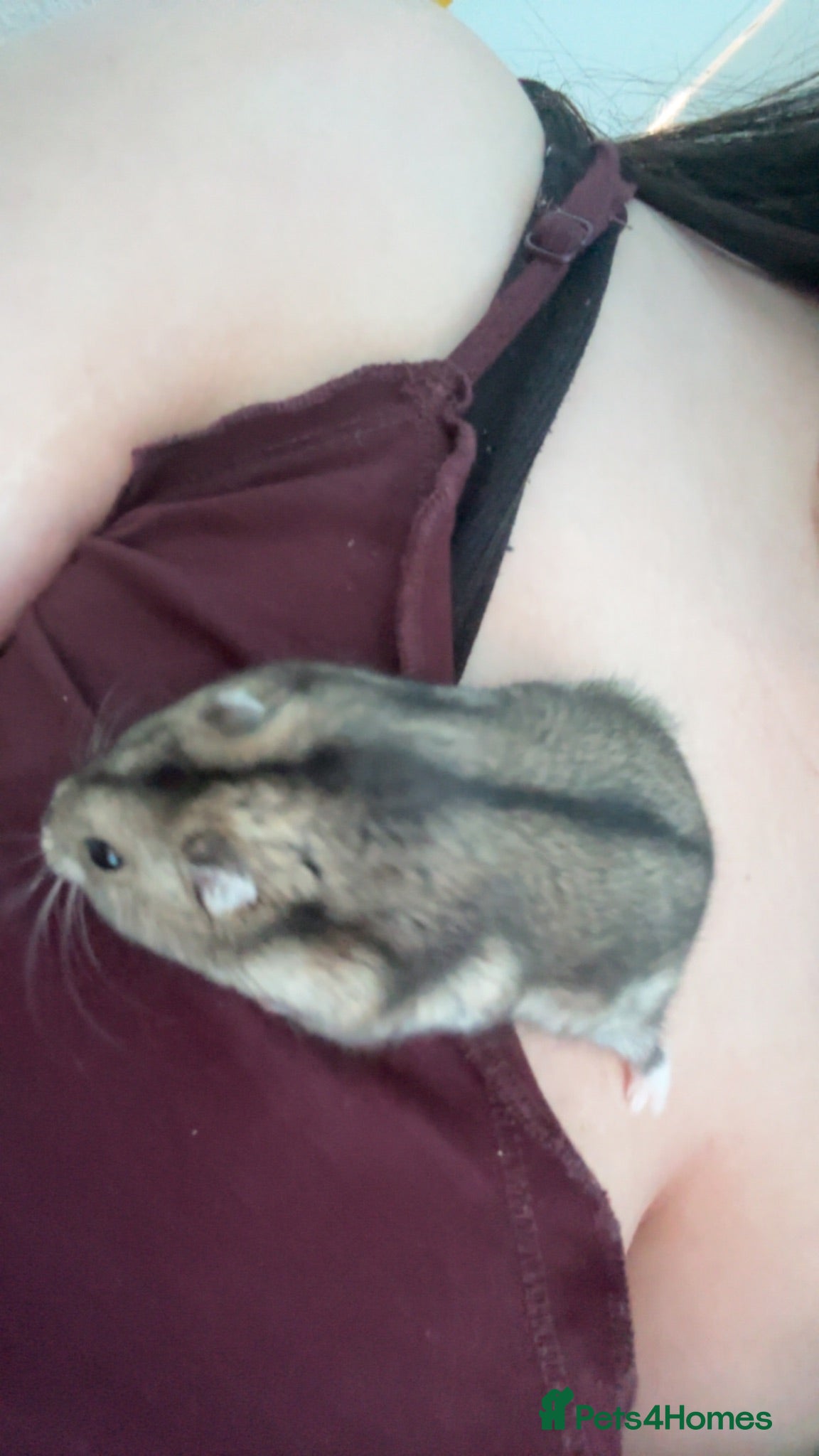 Hamster rodents Dwarf hamster  - Advert 11