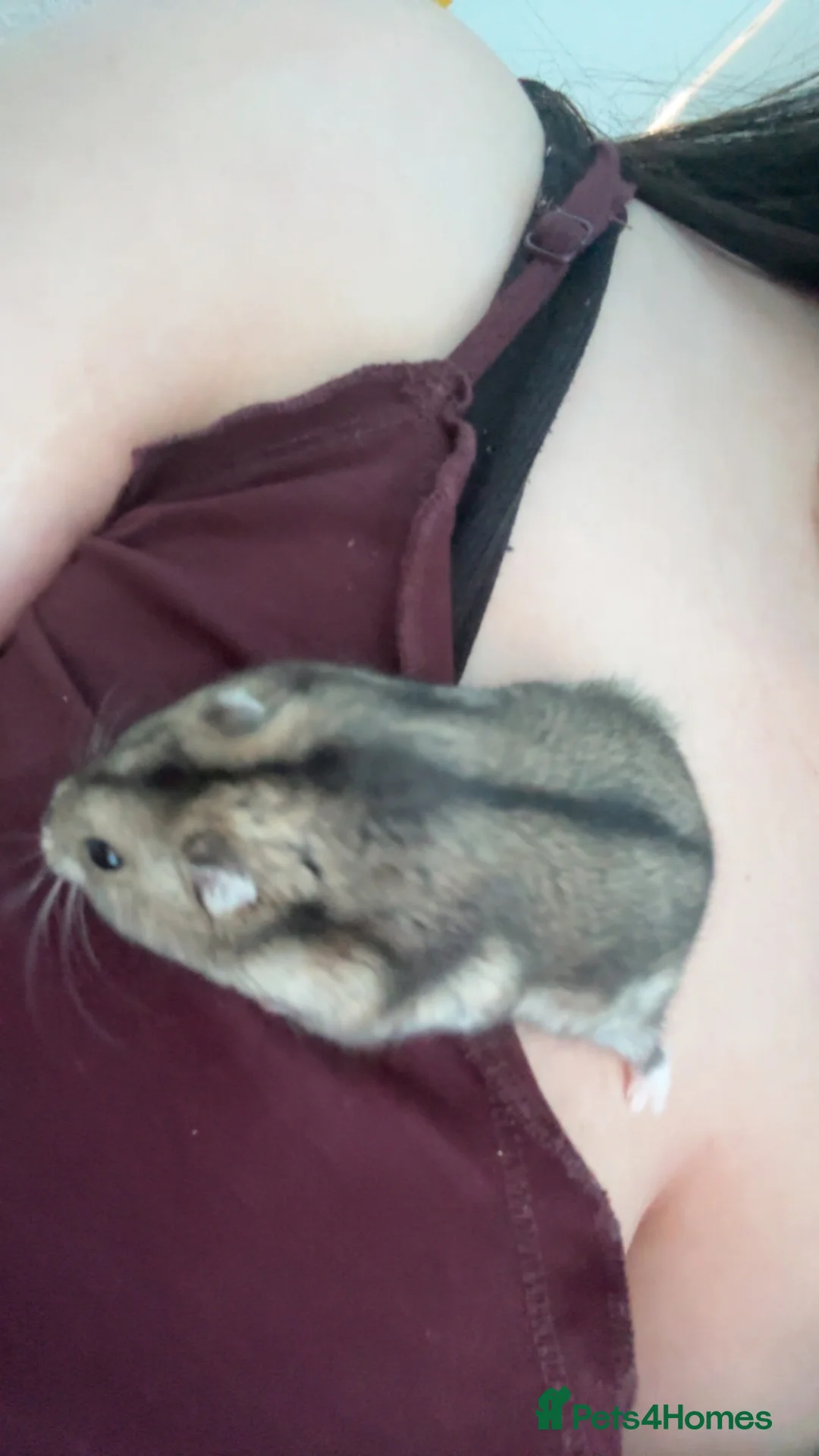Hamster rodents for sale: Dwarf hamster  in Loughborough - Advert 1