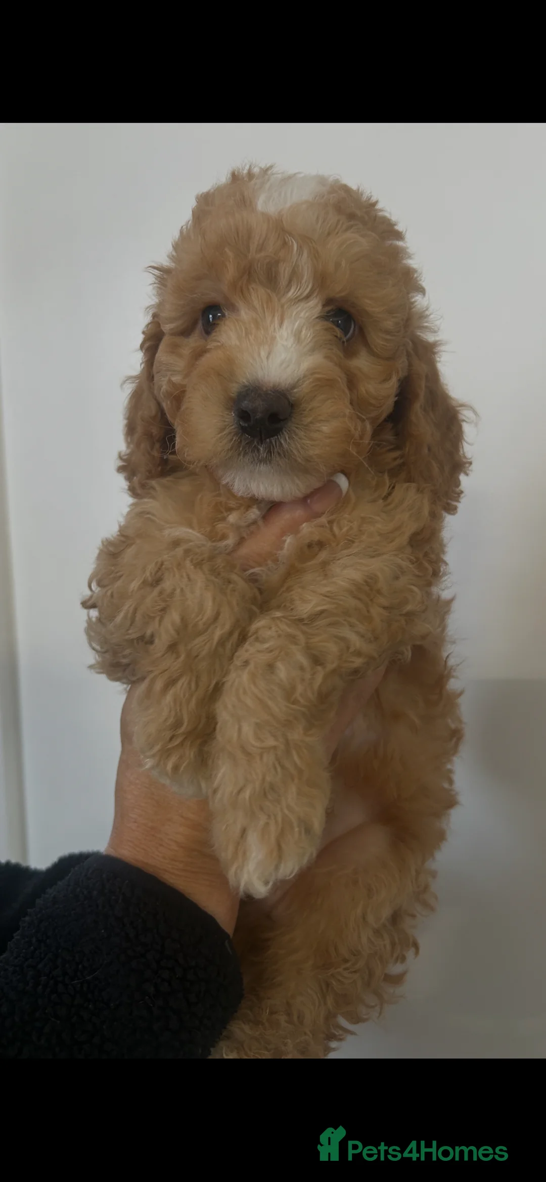 Cockapoo dogs for sale: Ready Now beautiful cockapoo puppies  in Wrexham - Advert 2