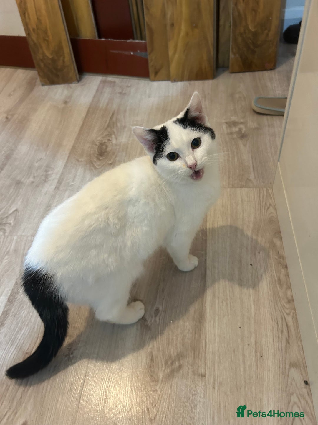 Mixed Breed cats for sale: Two females for sale  - Advert 3