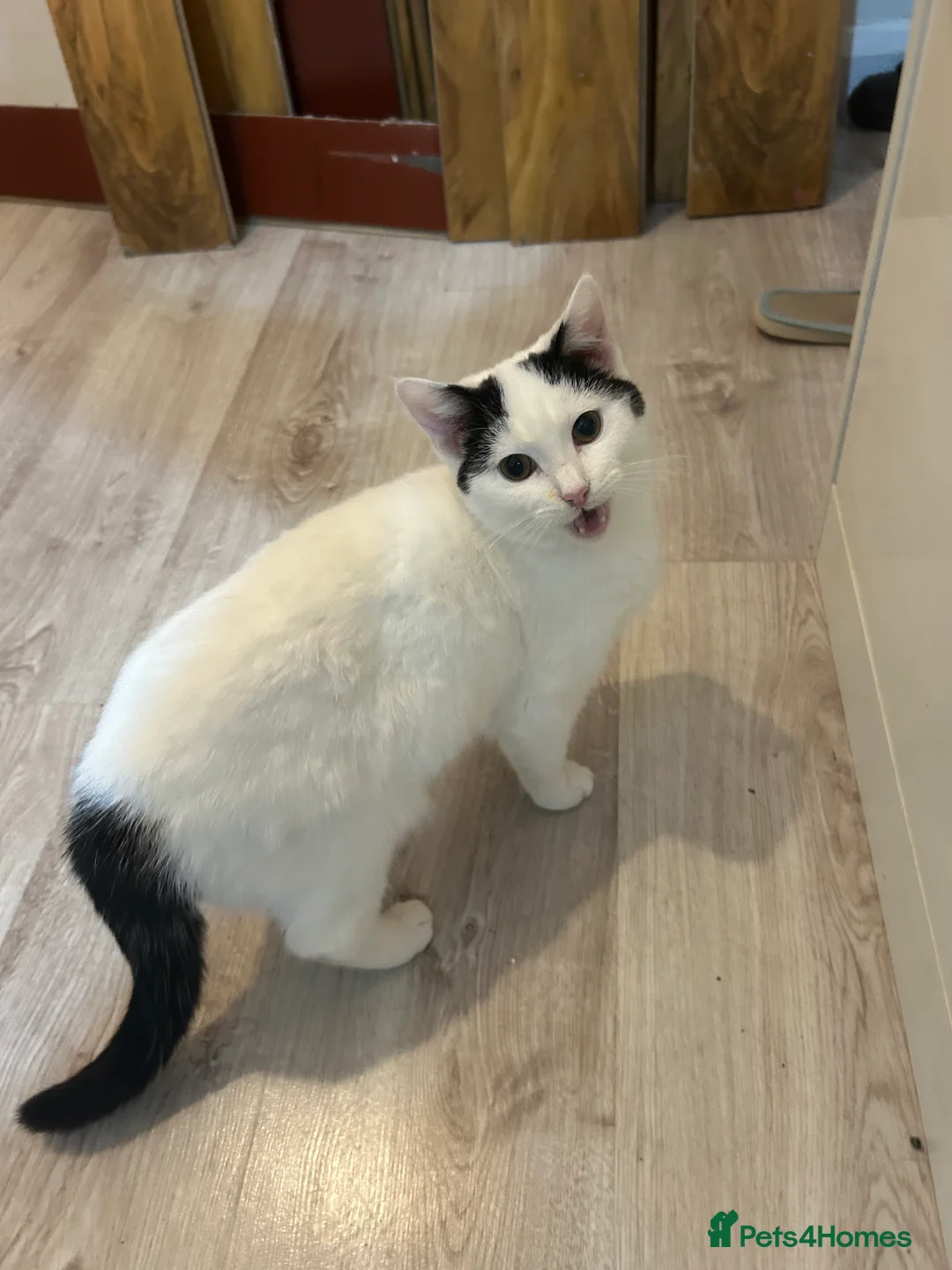 Mixed Breed cats for sale: Two females for sale  - Advert 3