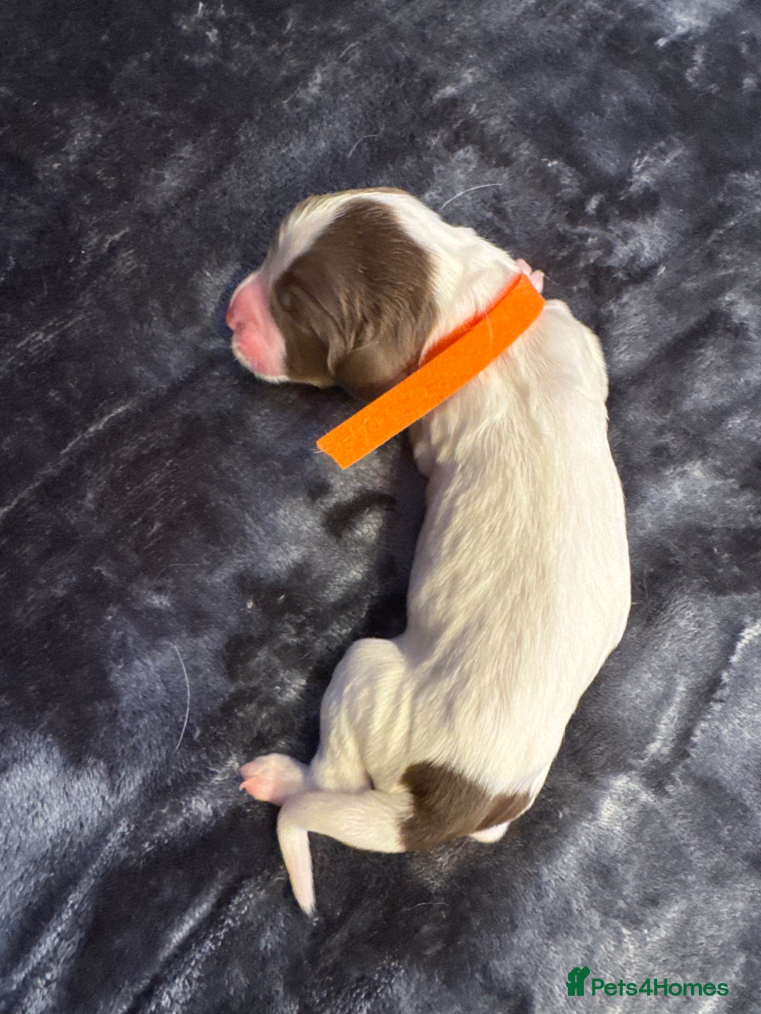 English Springer Spaniel dogs for sale: KC Quality English Springer Spaniels - Image 17